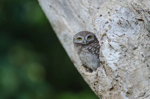 Pettyes törpekuvik (Athene Brama) — Stock Fotó