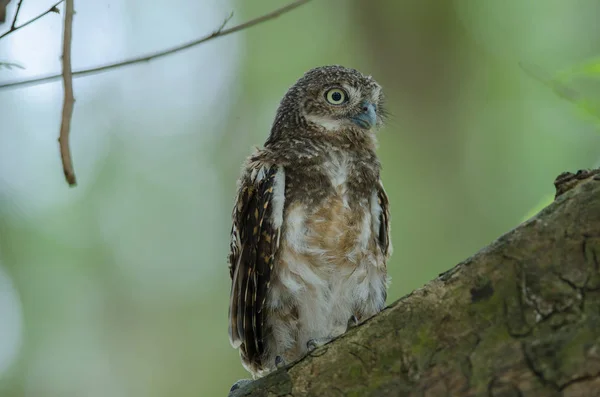 Kakukkhangú törpekuvik (glaucidium cuculoides) — Stock Fotó