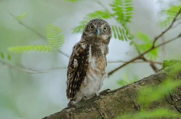 Asiatische Steinkauz (Glaucidium cucuculoides)) — Stockfoto