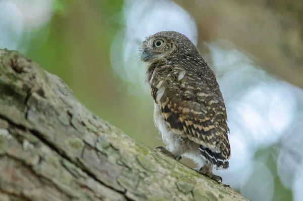 Búho barrado asiático (Glaucidium cuculoides ) — Foto de Stock