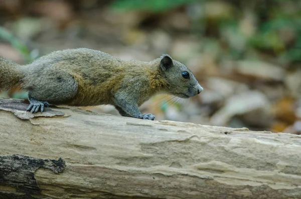 Esquilo de barriga cinzenta na floresta — Fotografia de Stock