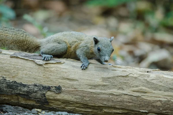 Γκρι-bellied σκίουρο στο δάσος — Φωτογραφία Αρχείου