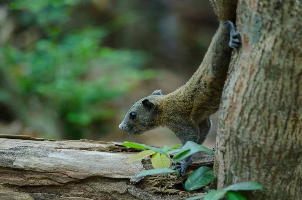 Esquilo de barriga cinzenta na floresta — Fotografia de Stock