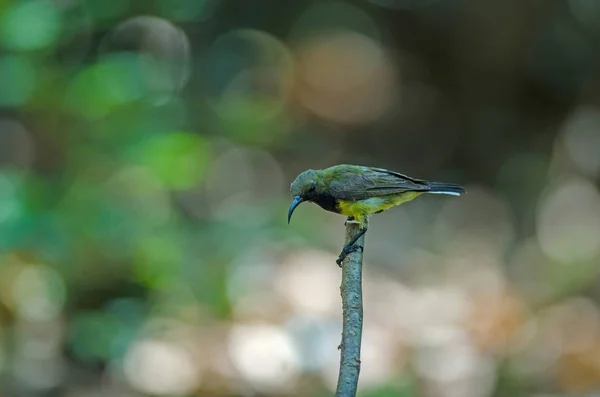 자연의 나뭇가지에 올리브 를 뒷받침하는 선버드 — 스톡 사진