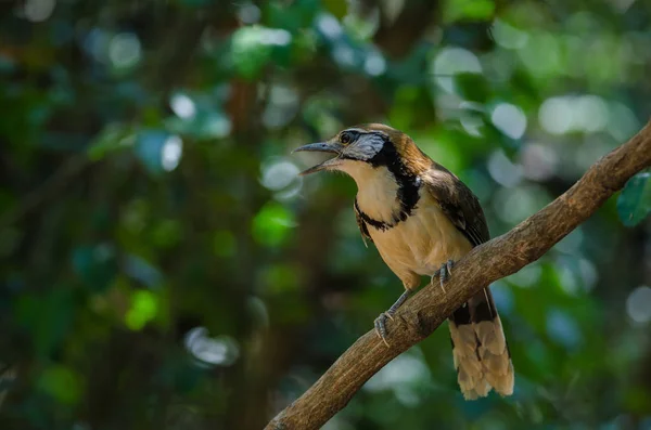 Grotere Necklaced Laughingthrush op tak in de natuur — Stockfoto