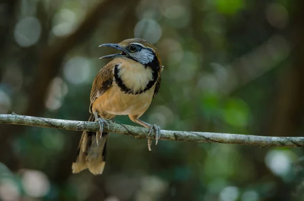 Encolure Grand Rire Grive sur branche dans la nature — Photo