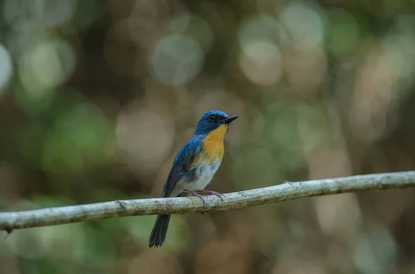 El cazador de moscas azul de Tickell posado en una rama — Foto de Stock