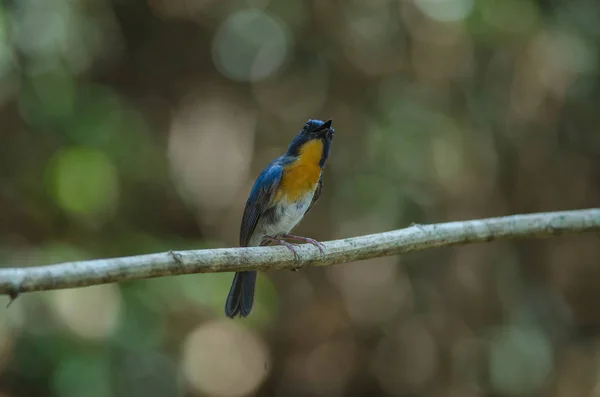 Tickell 's blue-flycatcher hockt auf einem Ast — Stockfoto