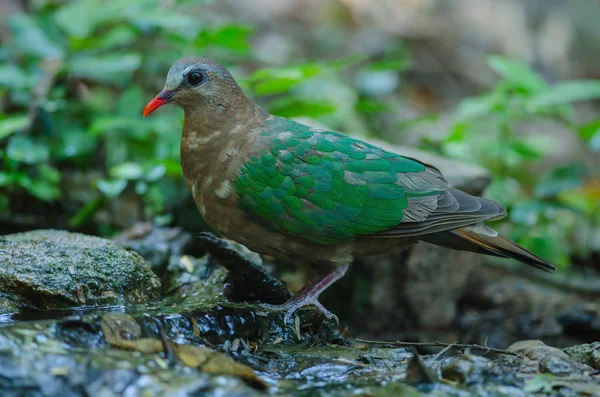 Pomba Esmeralda ou Pombo Verde — Fotografia de Stock