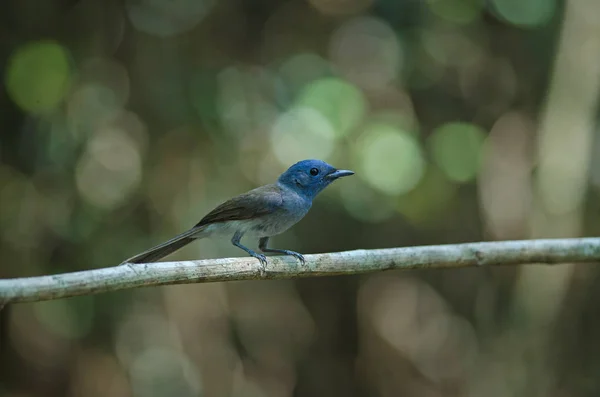 Black-naped Monarch in nature — Stock Photo, Image