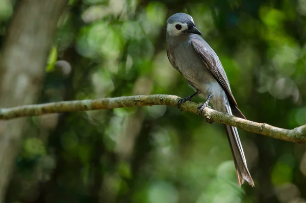 Ashy Drongo oiseau perché sur une branche — Photo