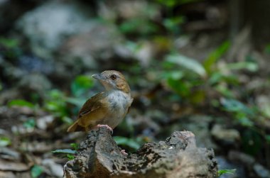 Abbott 'ın Babbler (Malacocincla abbotti)