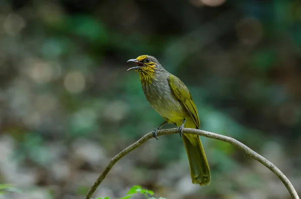 Stripe-throated Bulbul on a branch — Stock Photo, Image