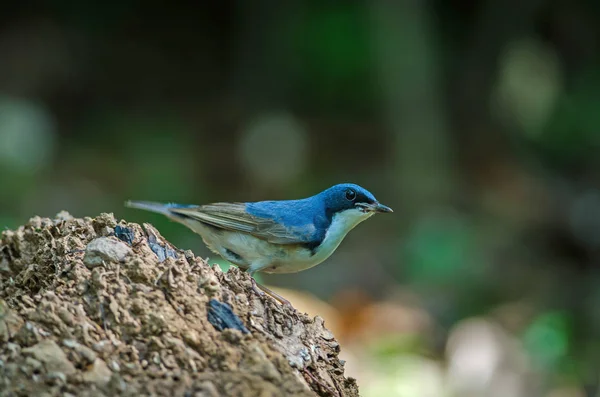 Azul siberiano robin (Luscinia cyane ) — Fotografia de Stock