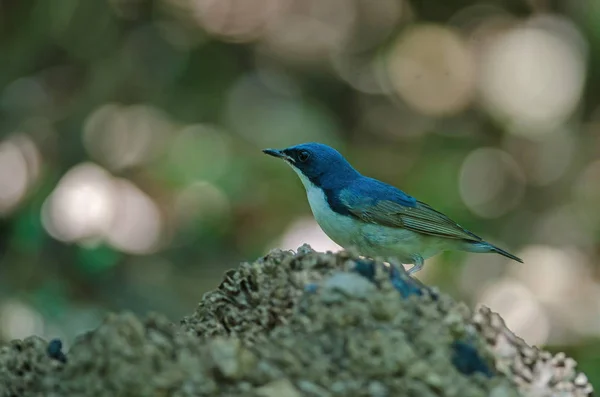 Azul siberiano robin (Luscinia cyane ) — Fotografia de Stock