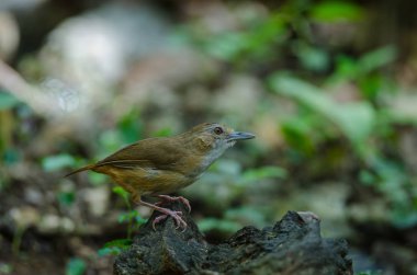 Abbott 'ın Babbler (Malacocincla abbotti)
