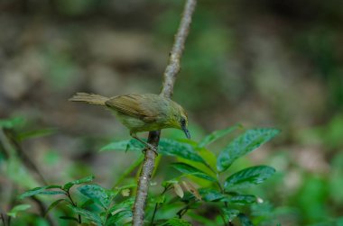 PIN-çizgili baştankara yedikardeşi ormandaki Tayland