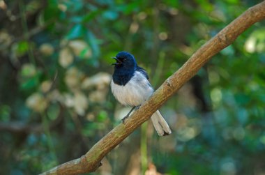 Oryantal magpie robin şube (Copsychus saularis)