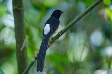 AK sokumlu köstebek ayakta dal
