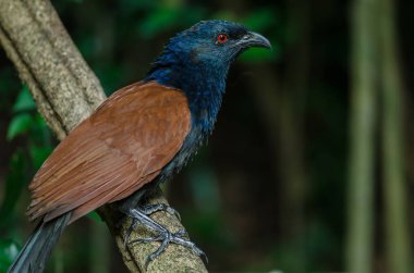Büyük coucal (Centropus sinensis)