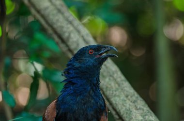 Büyük coucal (Centropus sinensis)