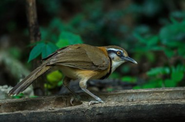 Doğada dal üzerine tüneen Küçük Kolyeli Laughingthrush