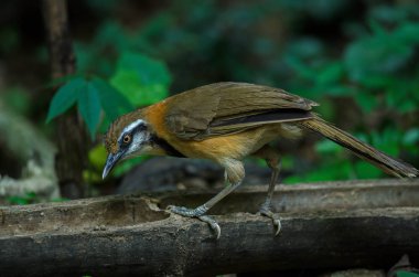 Doğada dal üzerine tüneen Küçük Kolyeli Laughingthrush