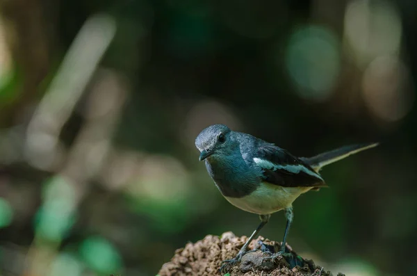 Orientaliska magpie robin (Copsychus saularis) på gren — Stockfoto