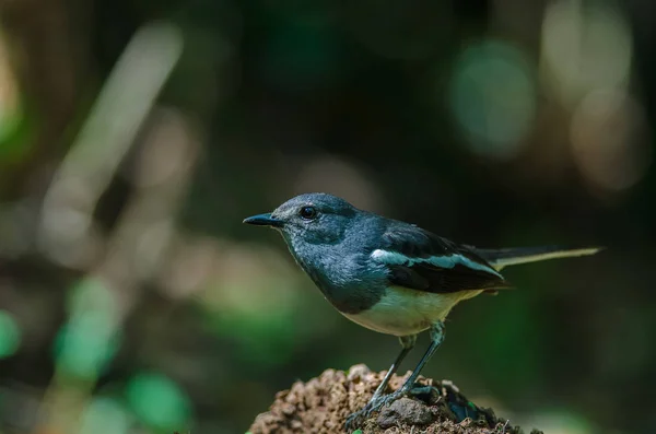 Orientaliska magpie robin (Copsychus saularis) på gren — Stockfoto