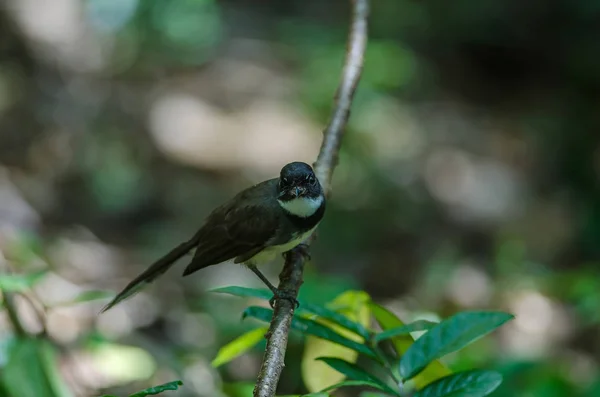 Malayo Pied Fantail (Rhipidura javanica) en la naturaleza — Foto de Stock