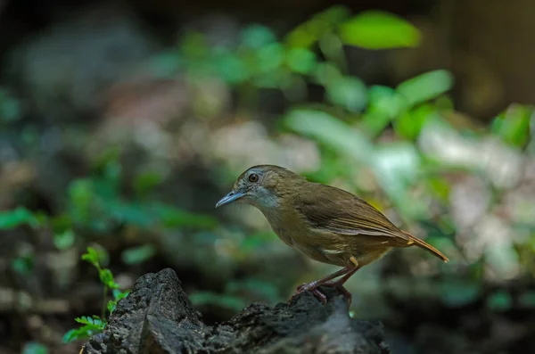 Babbler Abbott (Malacocincla abbotti) — Zdjęcie stockowe