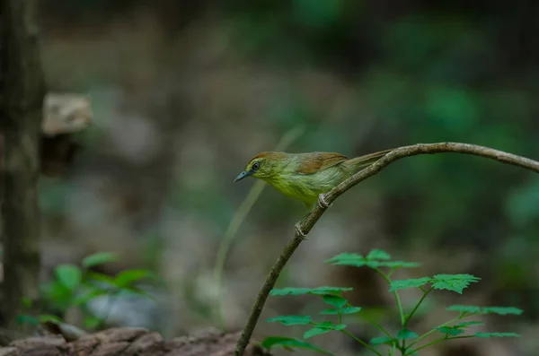 Pin-rayas Tit Babbler en el bosque Tailandia —  Fotos de Stock