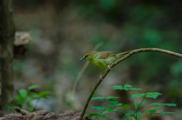 Pin-striped Tit Babbler na floresta Tailândia — Fotografia de Stock