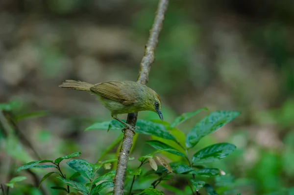 Pin-striped Tit Babbler in forest Thailand — Stock Photo, Image