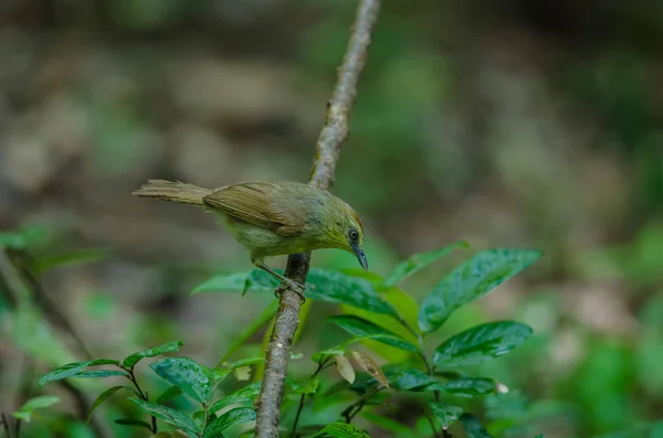 Pin-rayé Tit Babbler dans la forêt Thaïlande — Photo