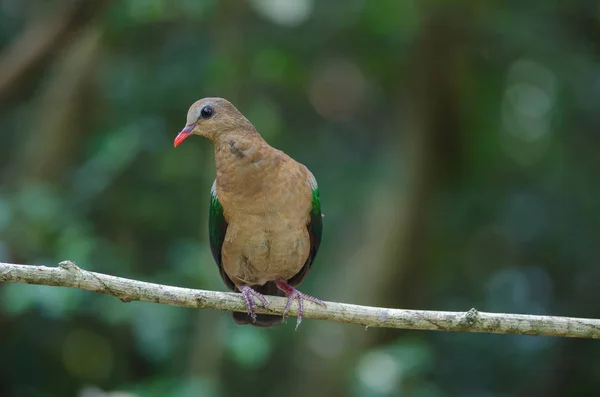 Tourterelle émeraude ou Pigeon vert — Photo