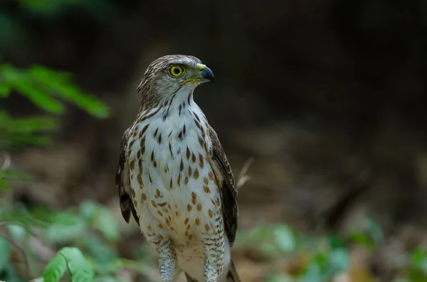 Crested havik in de natuur — Stockfoto