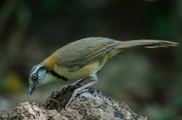 Laughingthrush con cuello pequeño encaramado en rama en la naturaleza — Foto de Stock