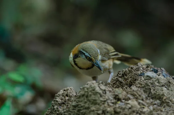 Mindre halsspetsad laughingthrush sittande på filial i naturen — Stockfoto