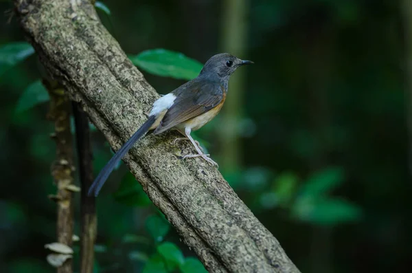 Vit-rumped Shama stående på en gren — Stockfoto