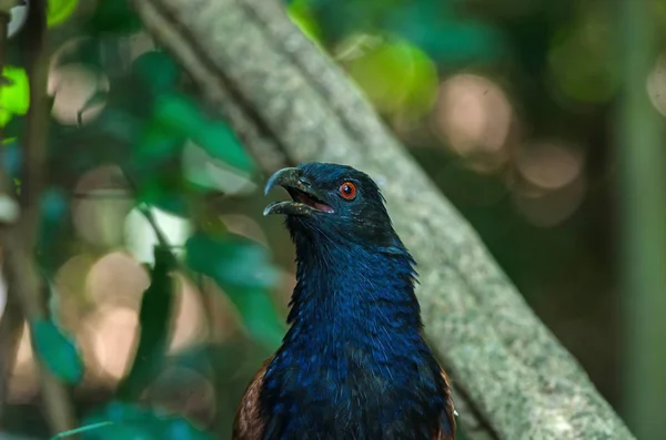 Greater coucal (Centropus sinensis) — Stock Photo, Image