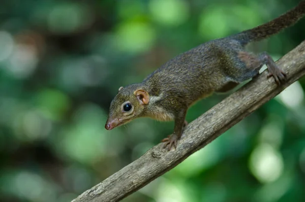 Arvore-comum ou arvore-do-sul (Tupaia glis ) — Fotografia de Stock