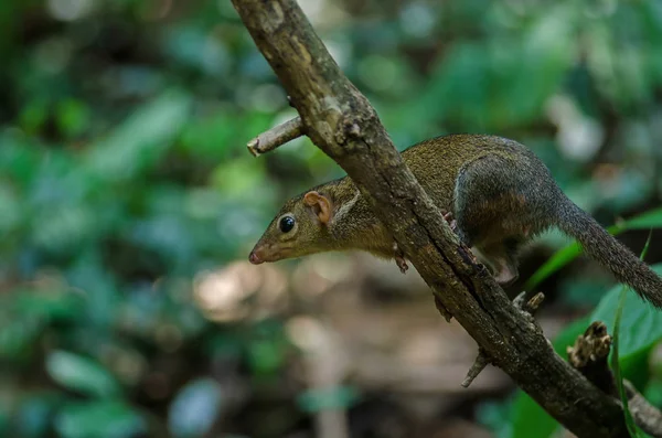 Тупая або у treeshrew (tupaia glis) — стокове фото