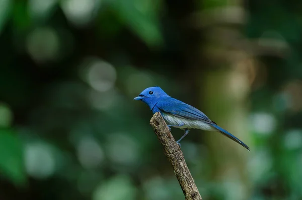 Monarca de nuca preta na natureza — Fotografia de Stock