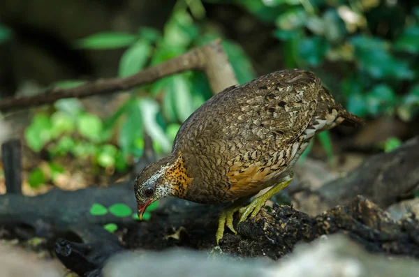 Partridge łuskane w przyrodzie — Zdjęcie stockowe