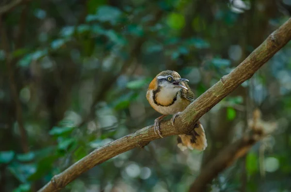 Mniejszy naszyjnik Laughingthrush perching na gałęzi w przyrodzie — Zdjęcie stockowe