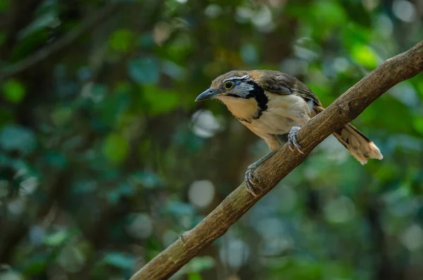 Grotere Necklaced Laughingthrush op tak in de natuur — Stockfoto