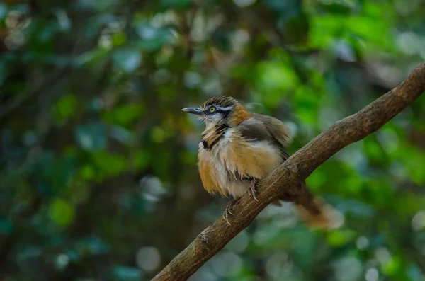 Laughingthrush con cuello pequeño encaramado en rama en la naturaleza —  Fotos de Stock