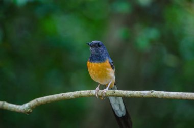 AK sokumlu köstebek ayakta dal