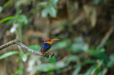 Siyah destekli Kingfisher veya oryantal cüce Kingfisher